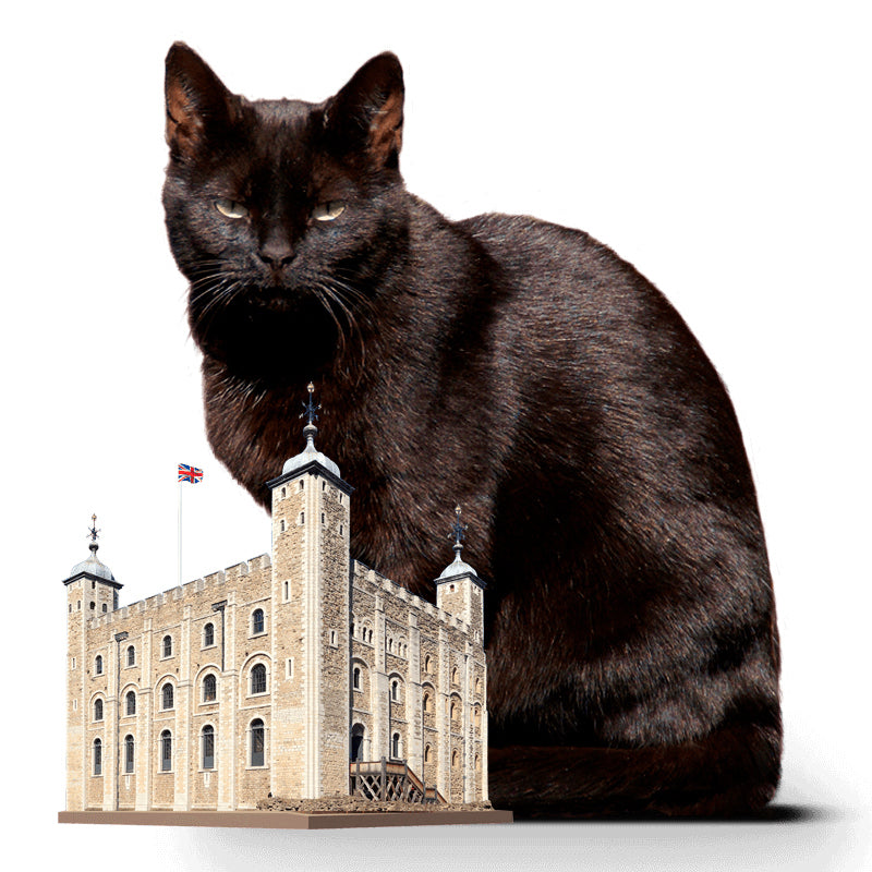 Cat adoption and pet care donation